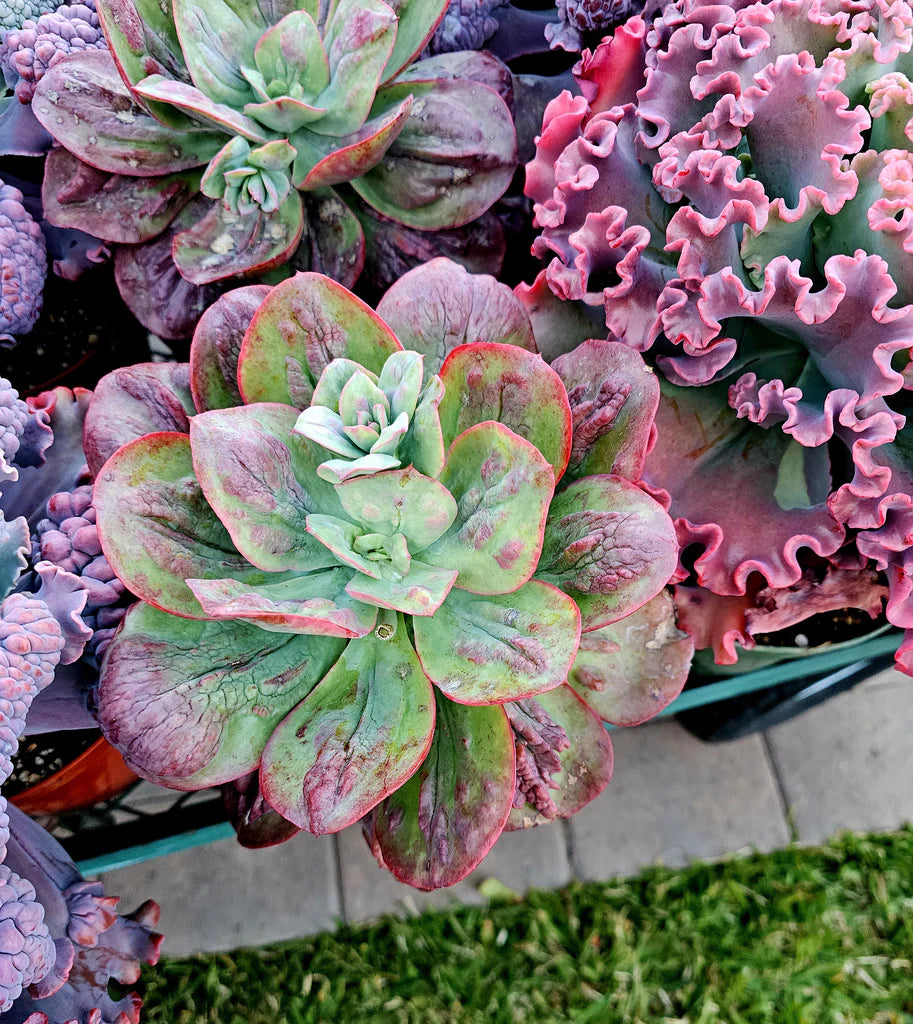 Red Baron Echeveria