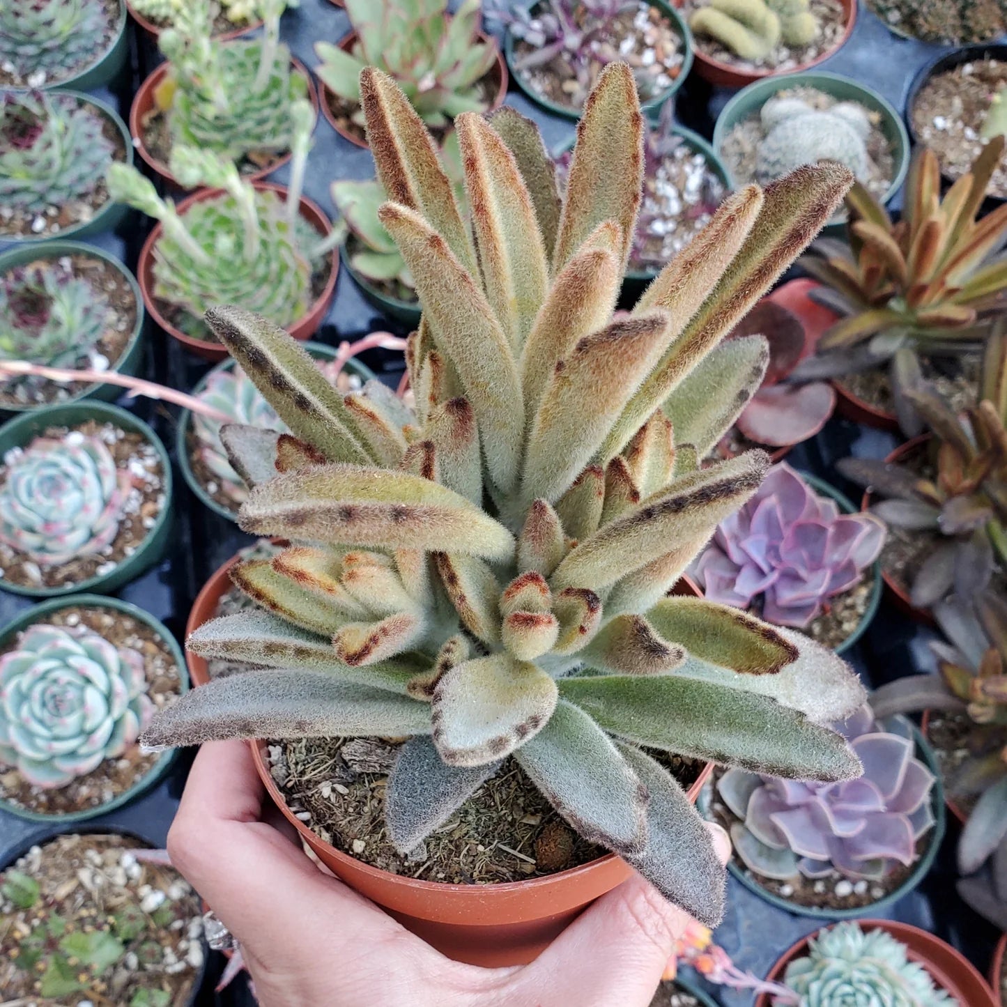 Chocolate Soldier Kalanchoe