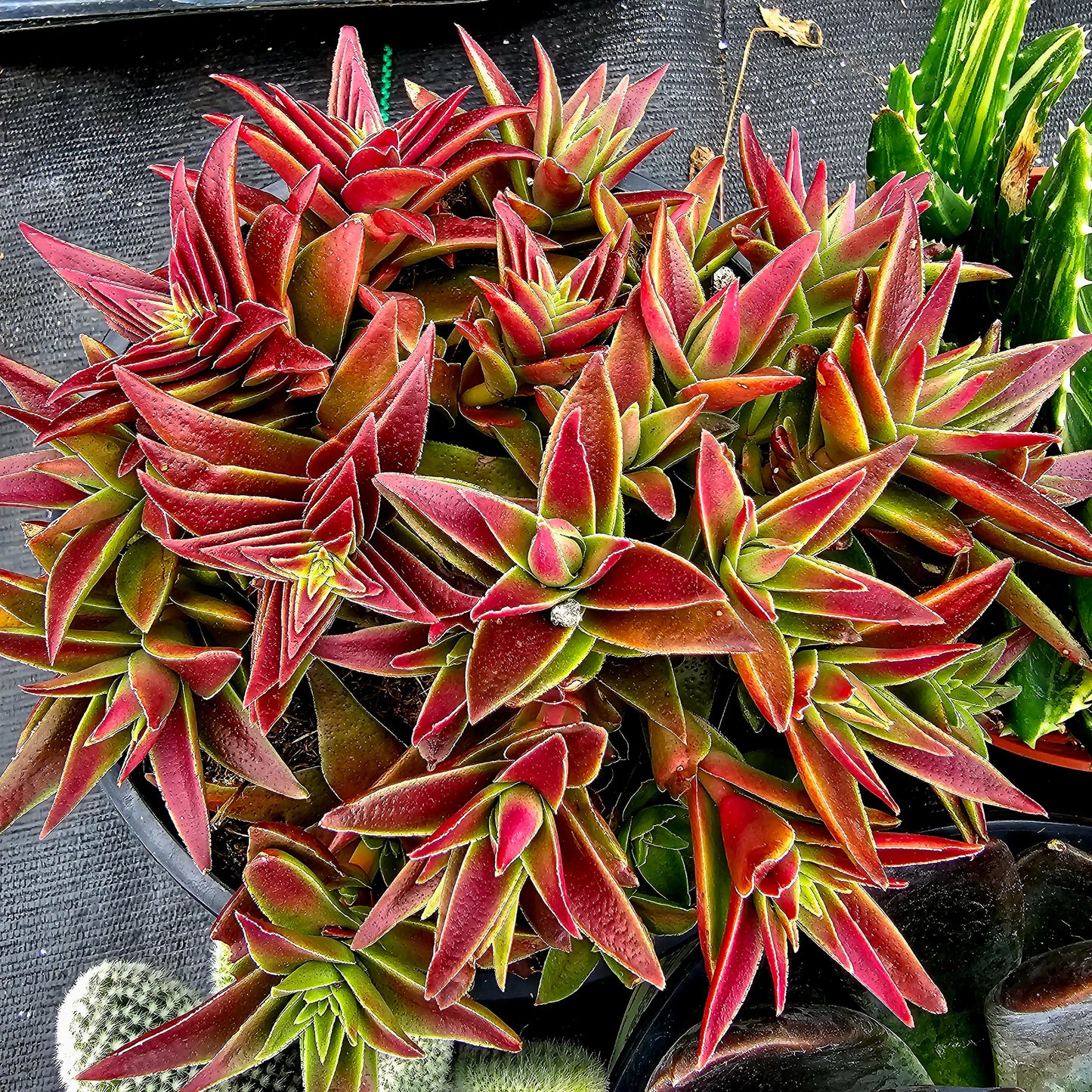 Red Pagoda Crassula