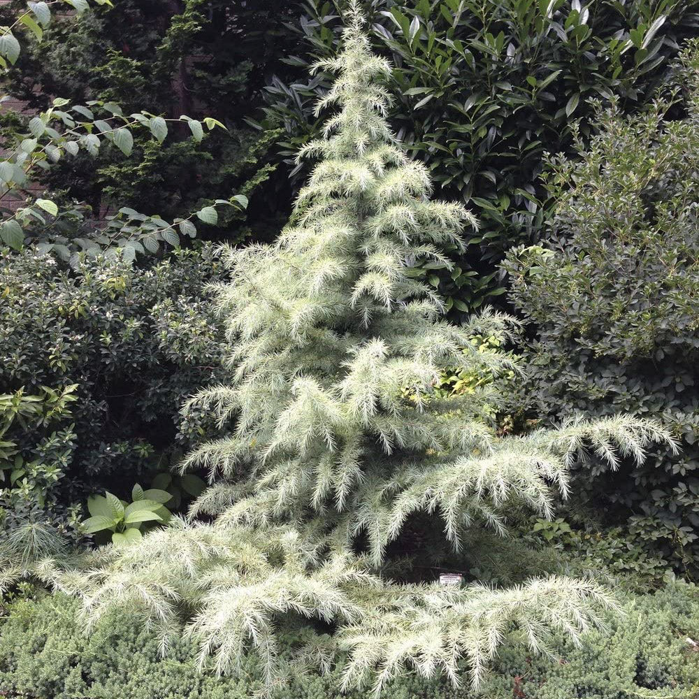 SNOW SPRITE DEODAR CEDAR 6gal