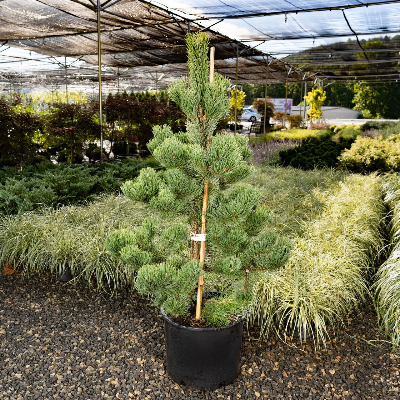 OREGON GREEN PINE TREE 7gal