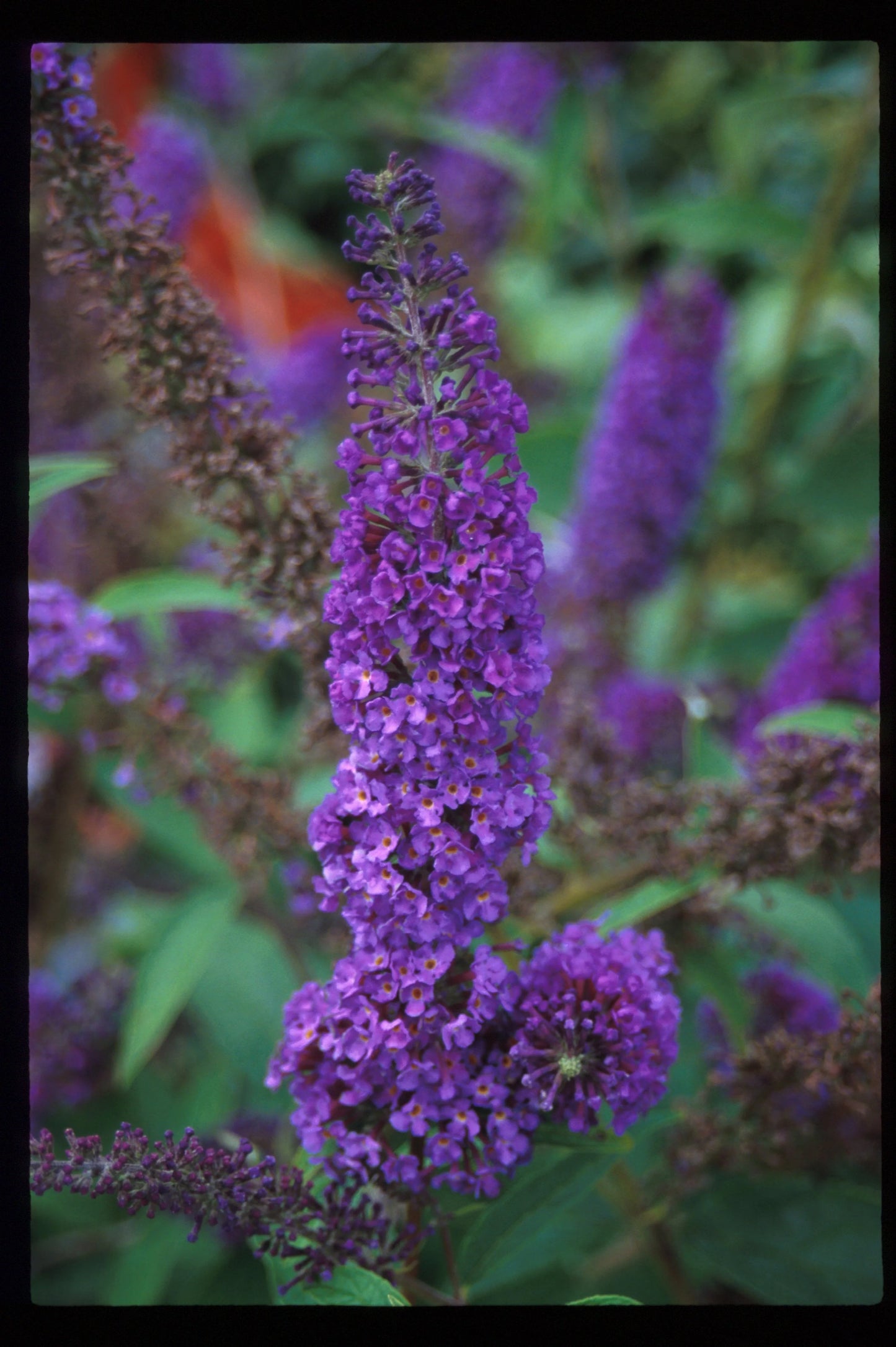 NANHO PURPLE BUTTERFLY BUSH 3gal