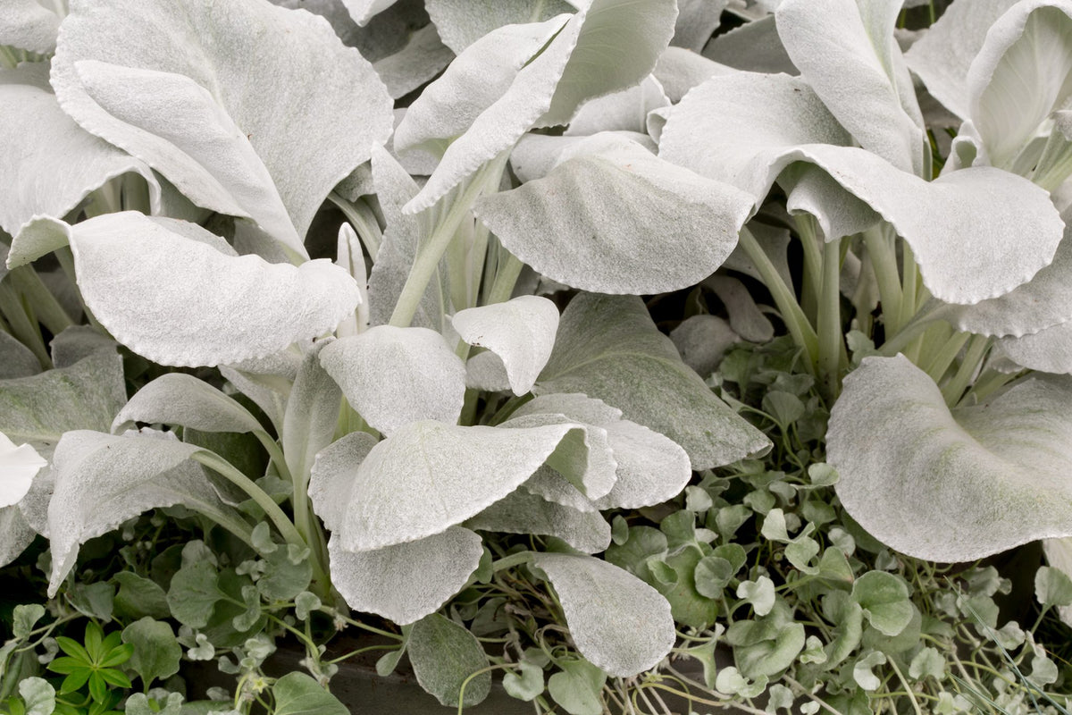 ANGEL WINGS SENECIO 1 gal