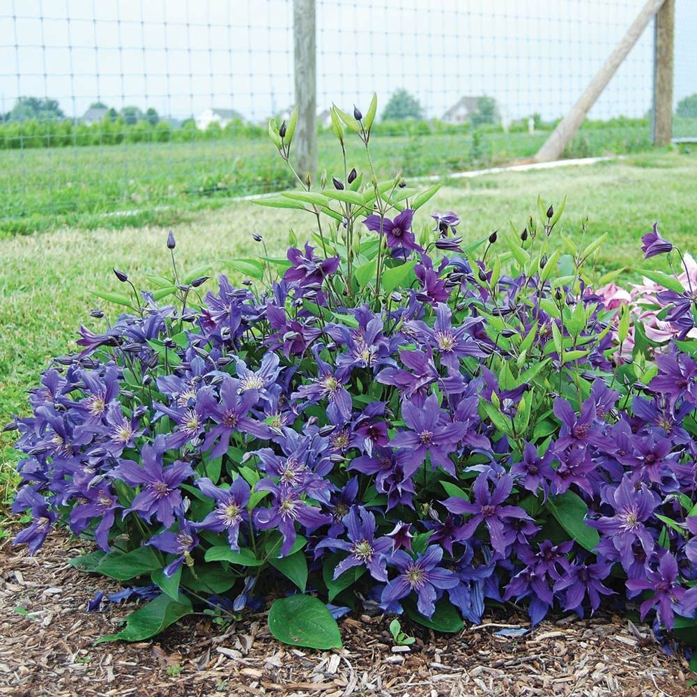 BOULVARD SACHA CLEMATIS 2gal