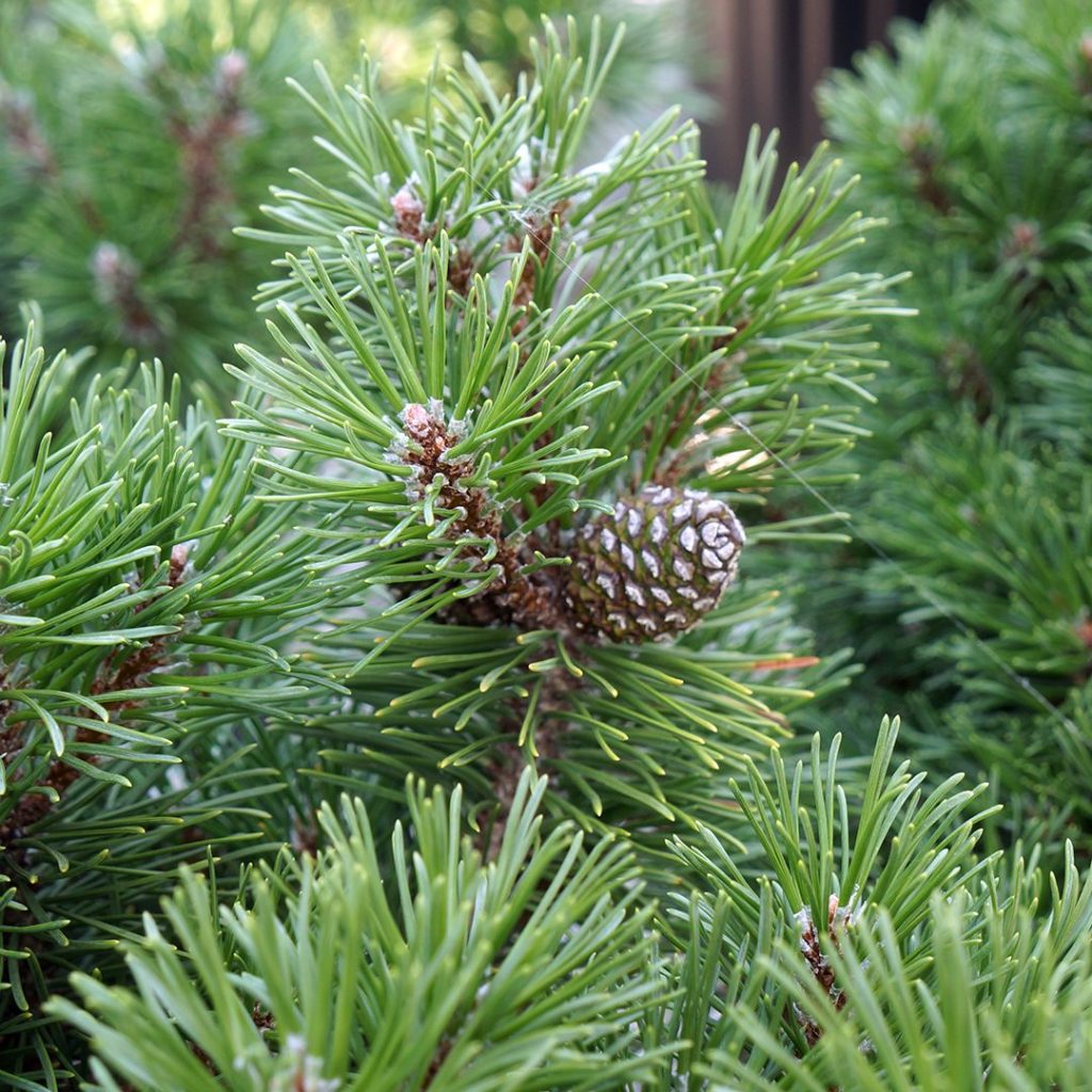 SLOWMOUND MUGO PINE 2gal