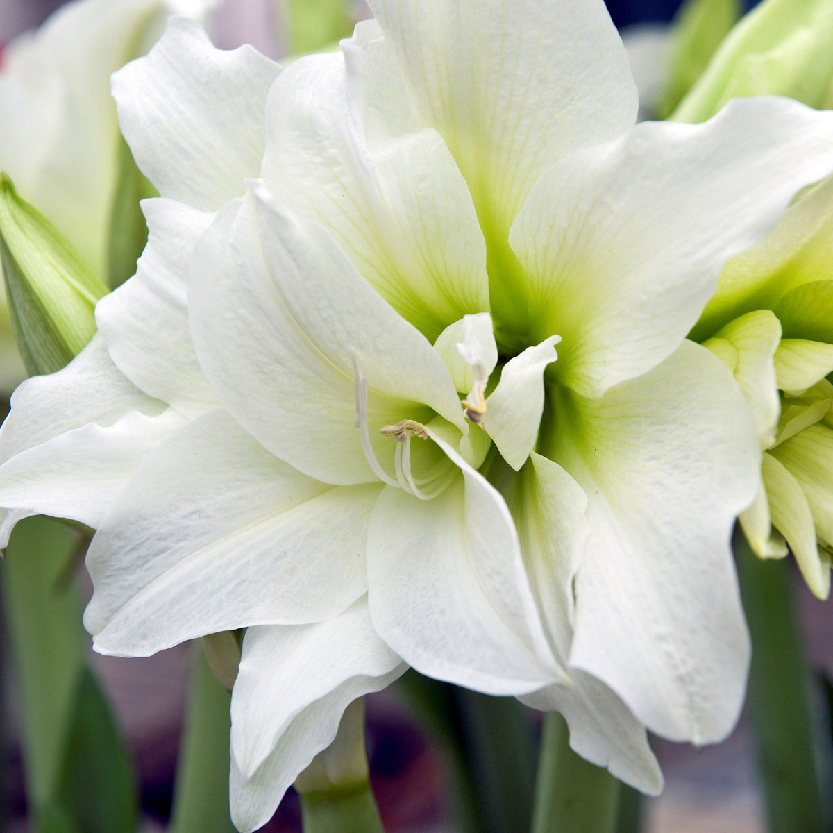 Amaryllis - Snow Drift