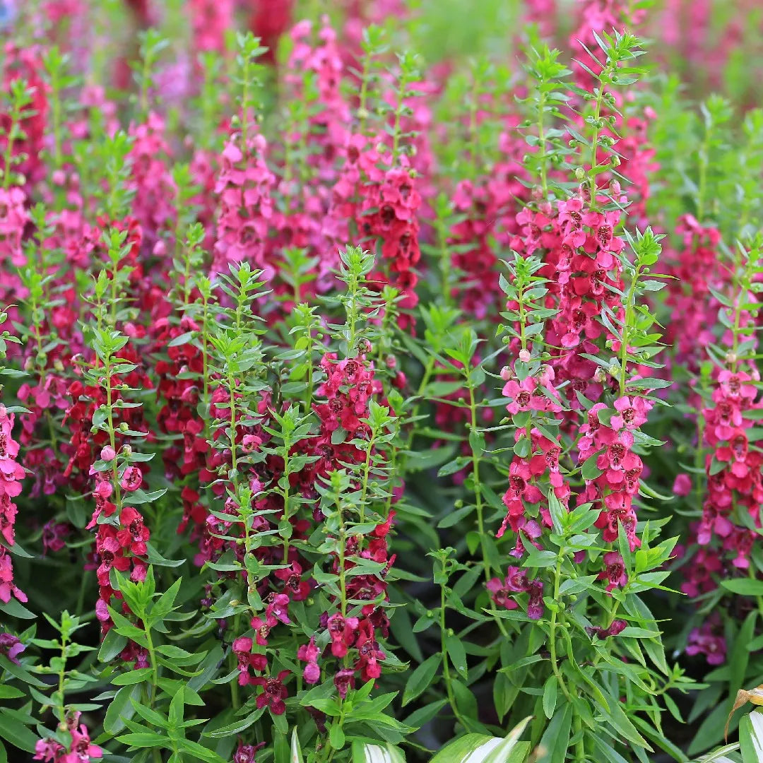 ARCHANGEL CHERRY RED ANGELONIA 4in
