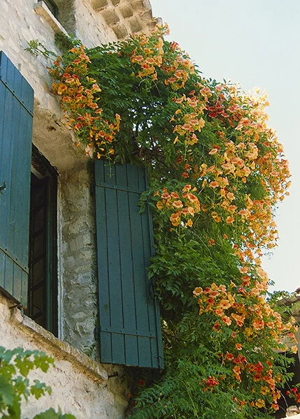 YELLOW TRUMPET VINE 1gal STAKED