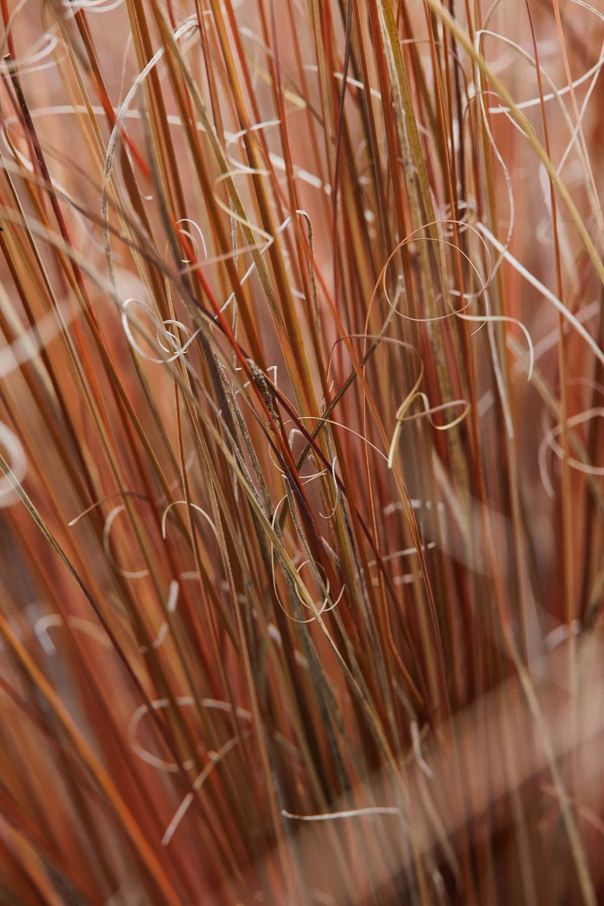 FOX RED CURLY SEDGE 2gal
