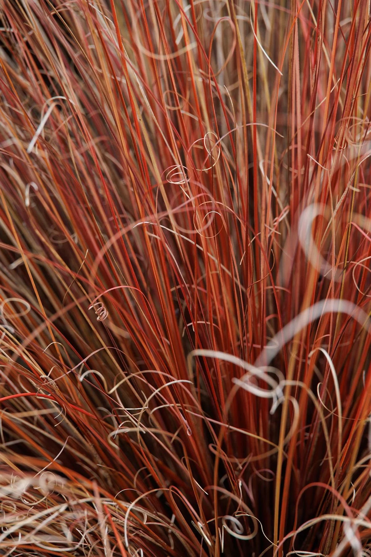 FOX RED CURLY SEDGE 2gal