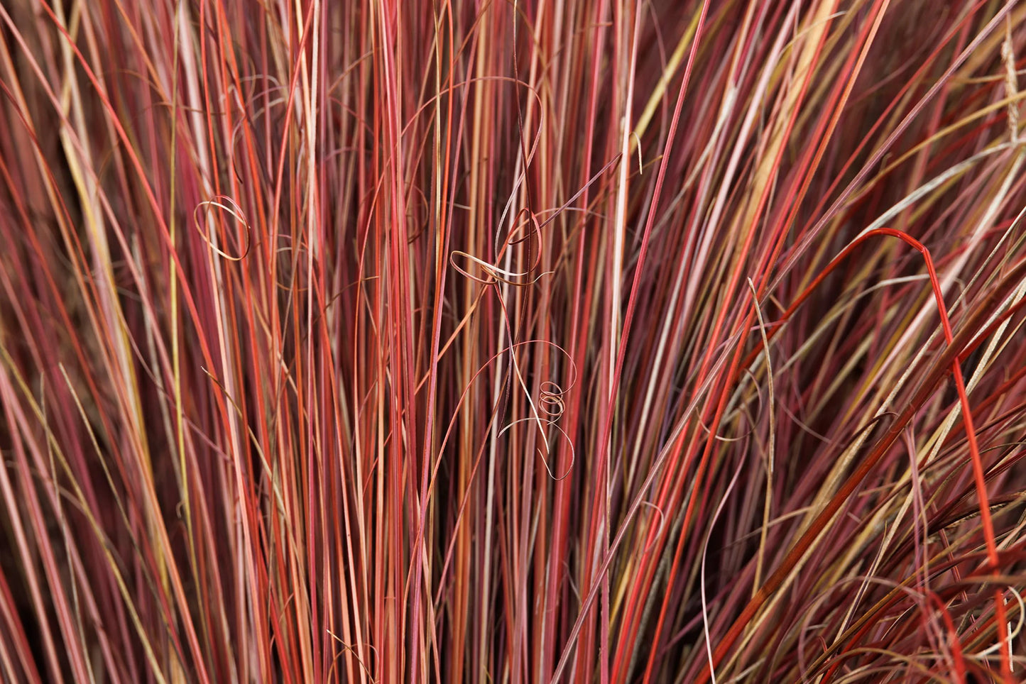 FOX RED CURLY SEDGE 2gal