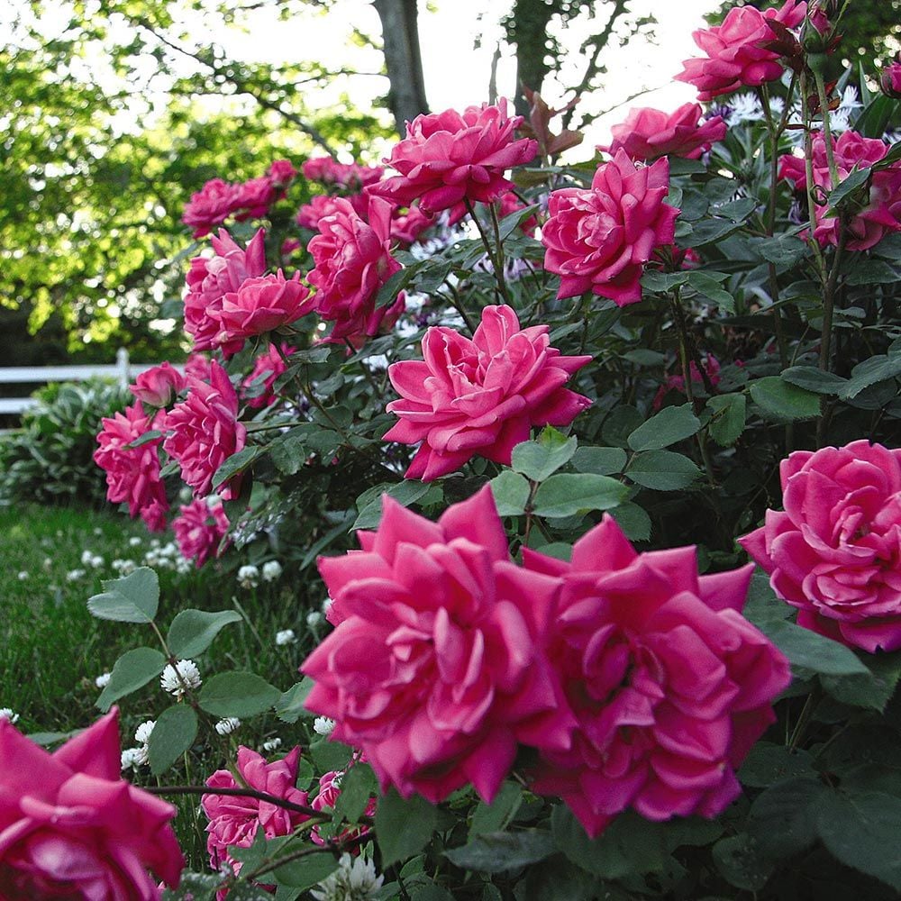 Double Pink Knock Out® Rose (ROSE K.O. DBL PINK KNOCKOUT) - 3 gallon