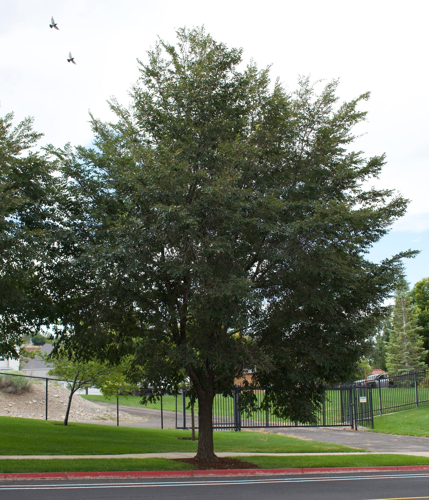 FRONTIER ELM TREE 15gal