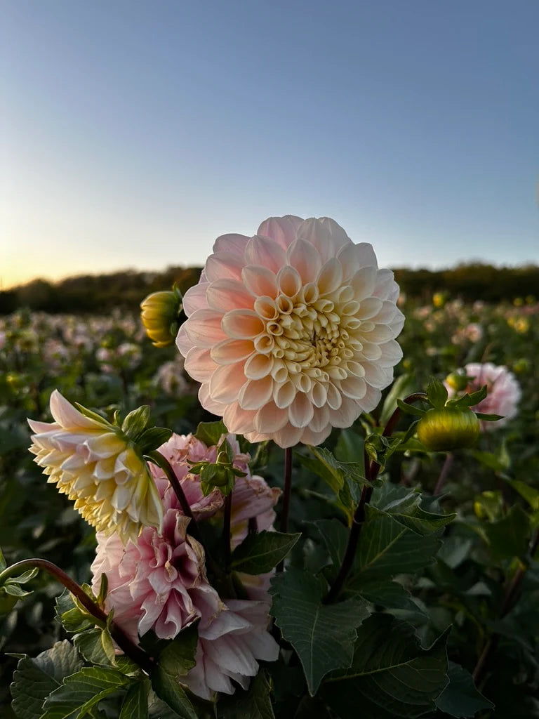 DINNER PLATE DAHLIA 2gal