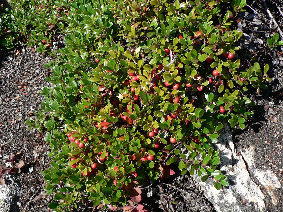 KINNIKINNICK MANZANITA 1gal