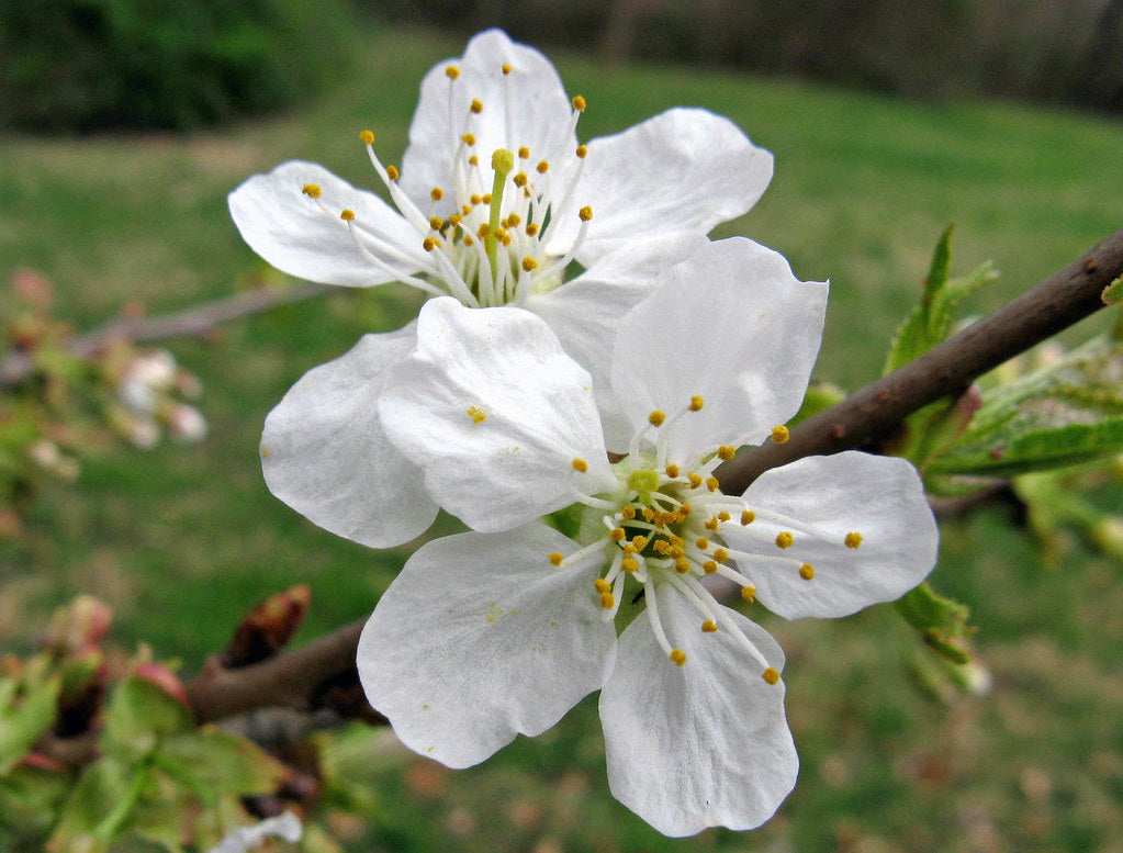 BING CHERRY TREE 7gal