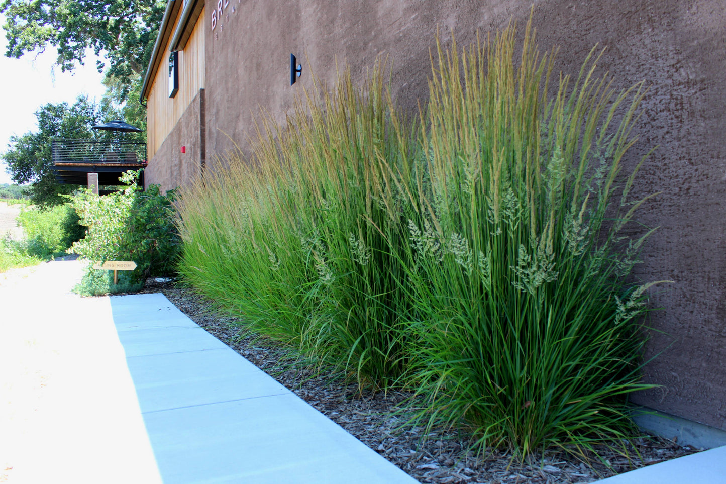Karl Foerster Feather Reed Grass (Calamagrostis x acutiflora 'Karl Foerster') - 1 gallon