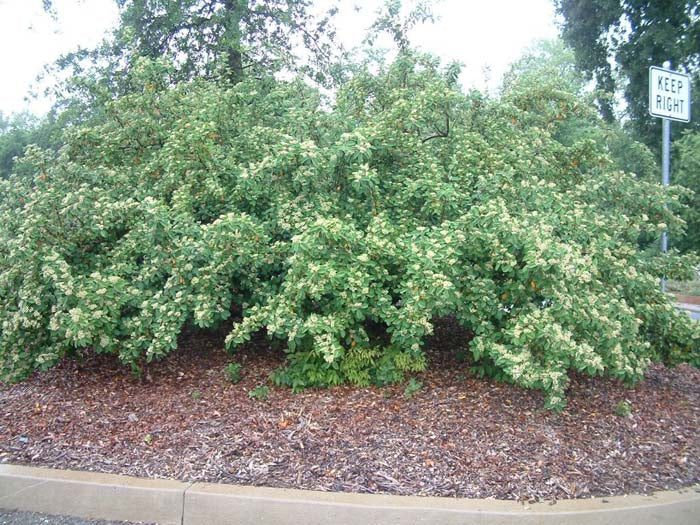RED CLUSTER BERRY COTONEASTER 15 GAL