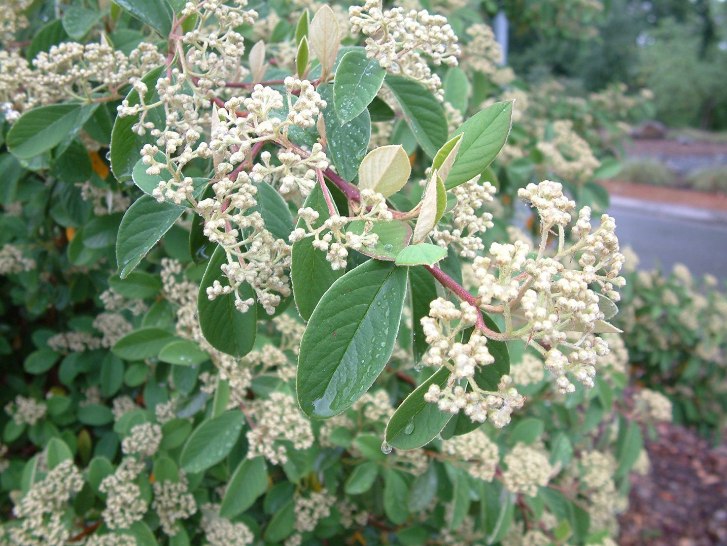 RED CLUSTER BERRY COTONEASTER 15 GAL