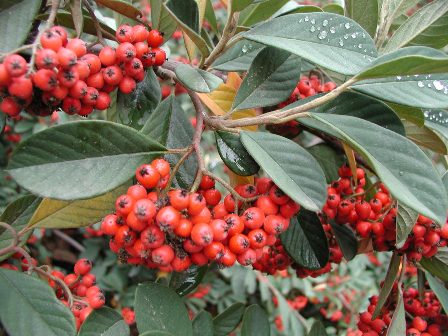 RED CLUSTER BERRY COTONEASTER 15 GAL