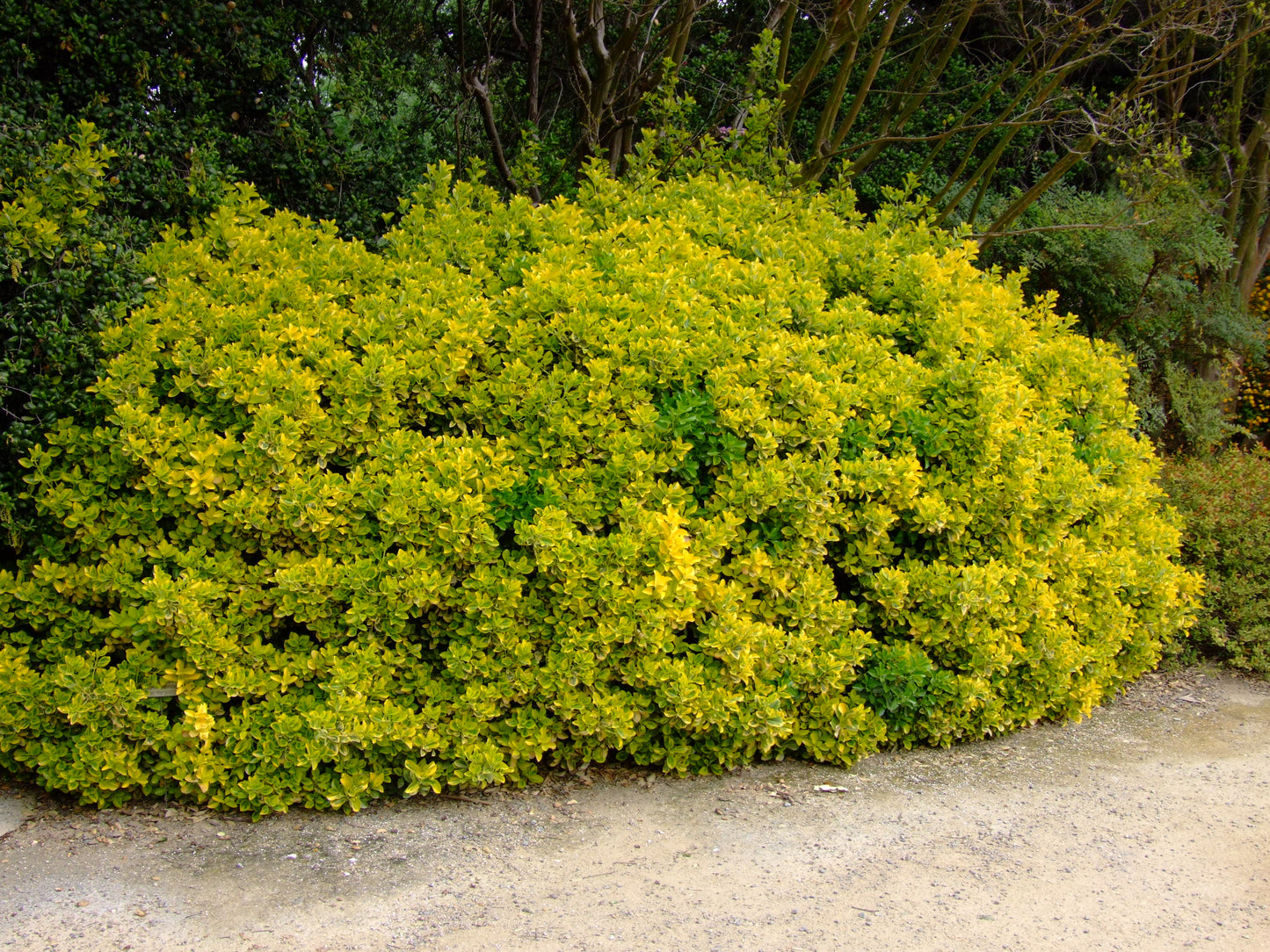 GOLD SPOT EUONYMUS 1gal