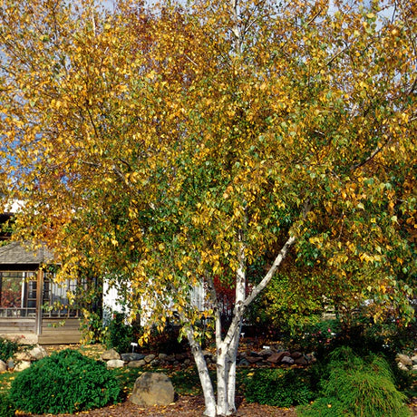 WHITEBARK HIMILAYAN BIRCH 10gal