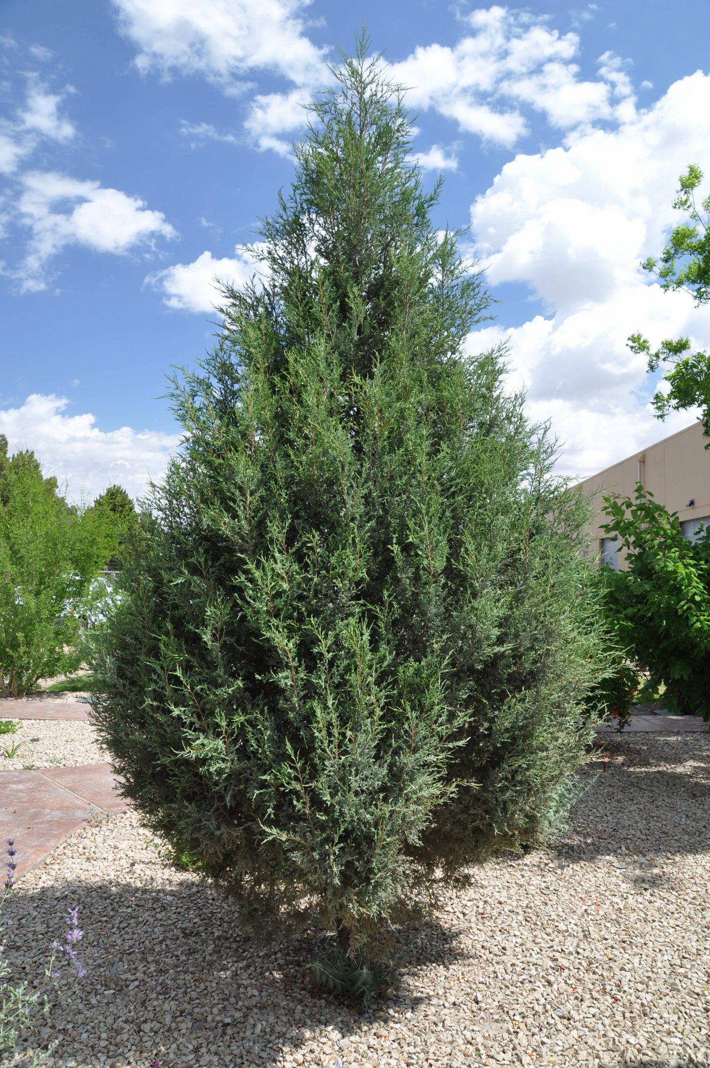 SPARTAN JUNIPER TREE 10gal