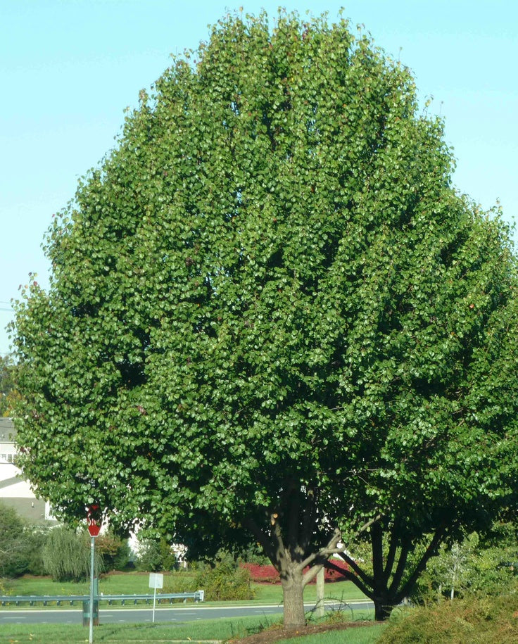 BRADFORD FLOWERING PEAR TREE 15gal