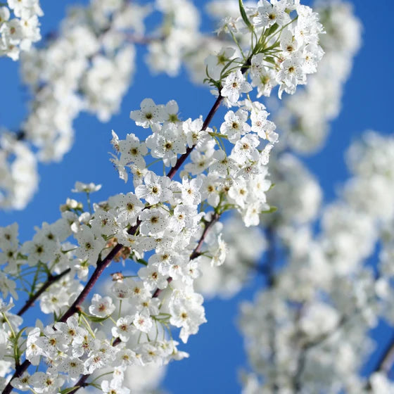 RED BARTLETT PEAR TREE 5gal