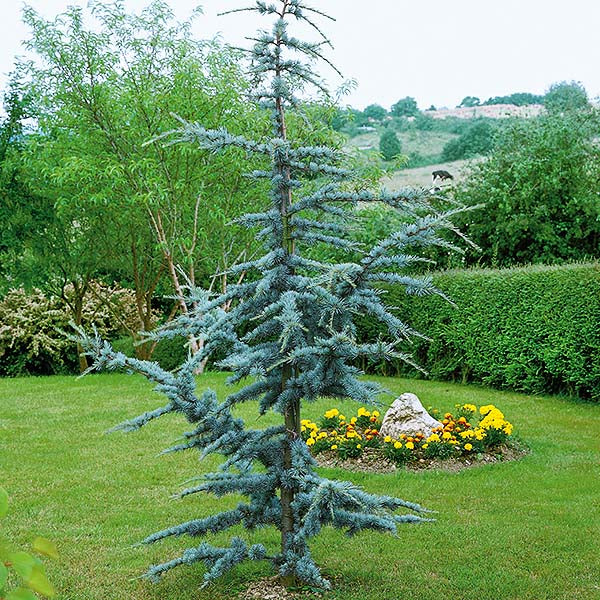 HORSTMANN ATLAS DWARF CEDAR TREE 7gal