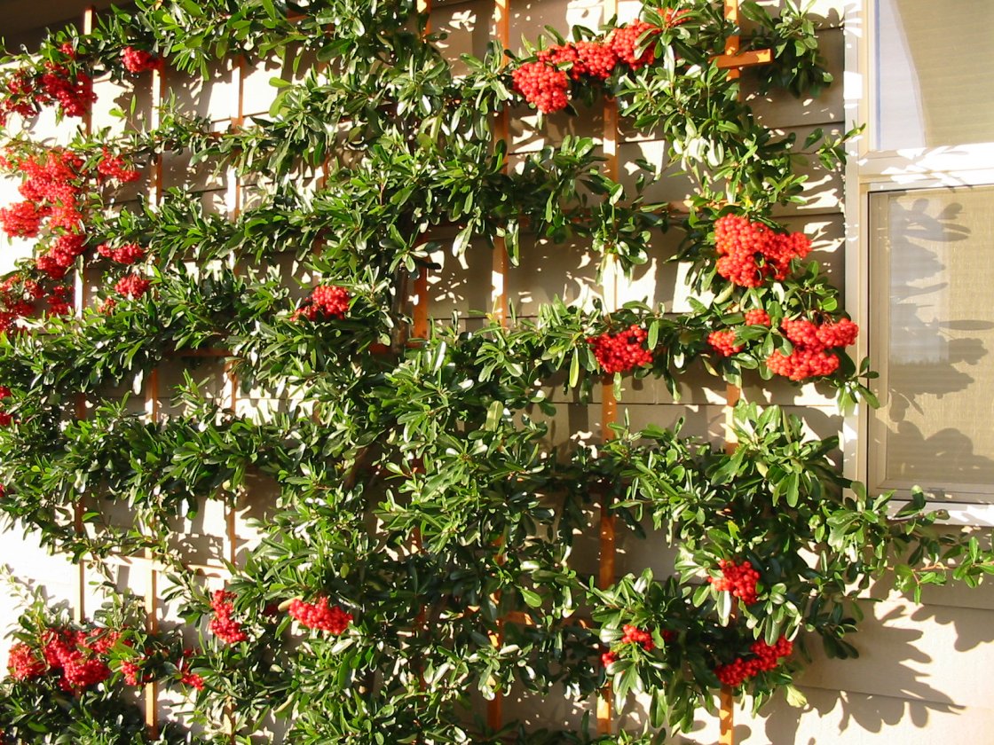 VICTORY PYRACANTHA 5gal