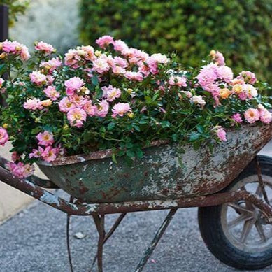 Apricot Drift® Rose (Rosa 'Drift Meimirrote') - 1 gallon