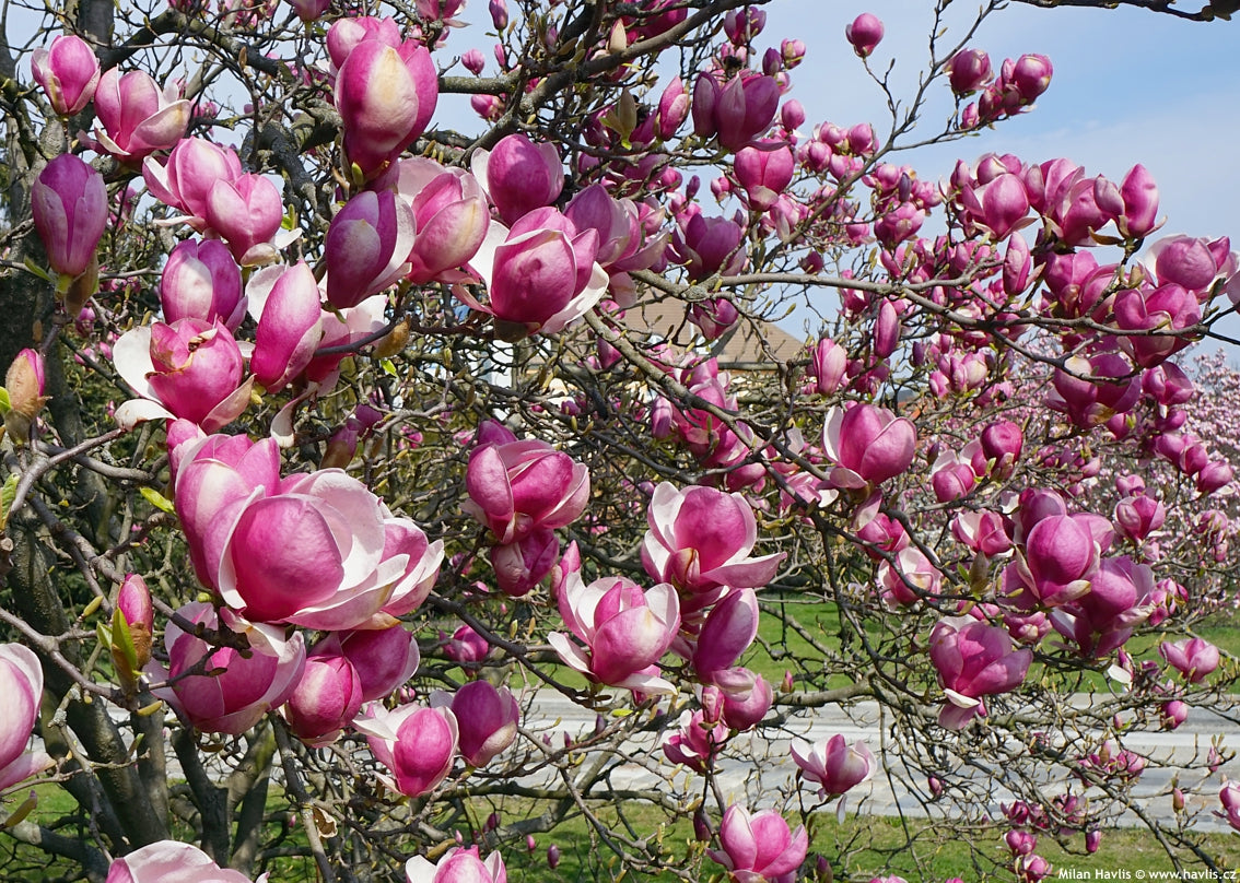 RUSTICA RUBRA MAGNOLIA TREE 7gal