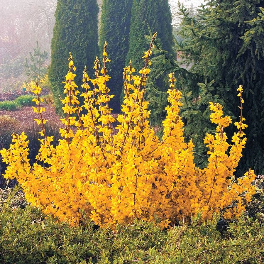 SPRINGSHINE FORSYTHIA 2gal