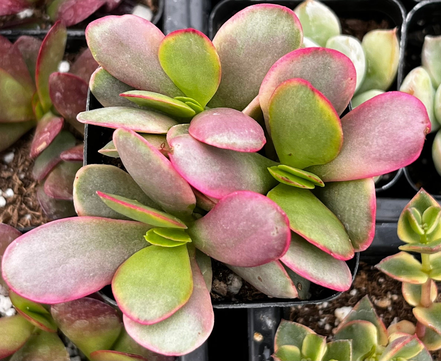 Pink Jade Crassula Platyphylla