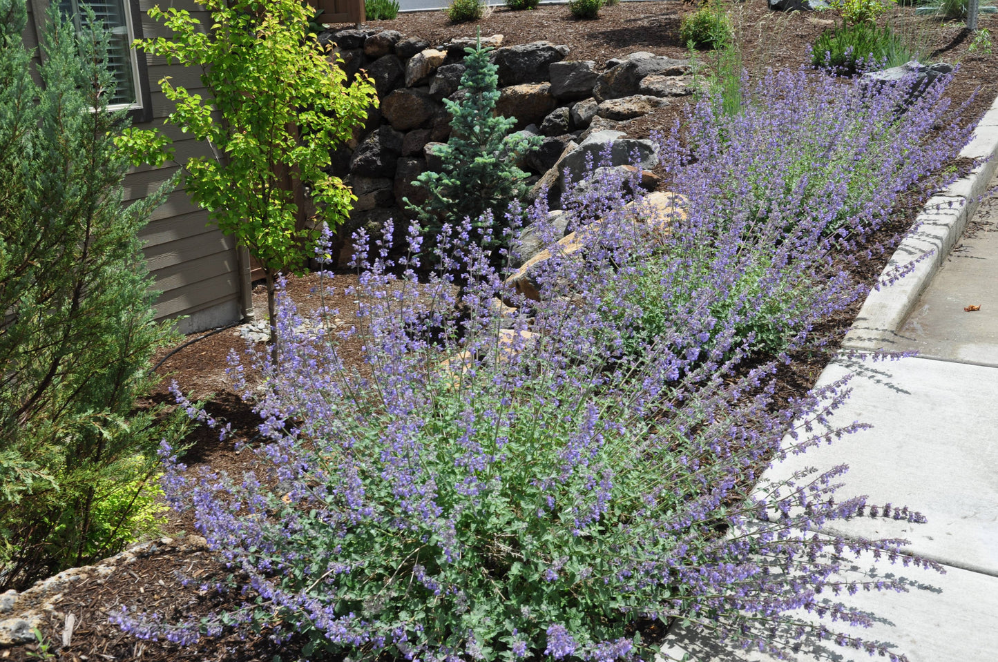 Walker's Low Catmint (NEPETA X WALKERS LOW) - 1 gallon