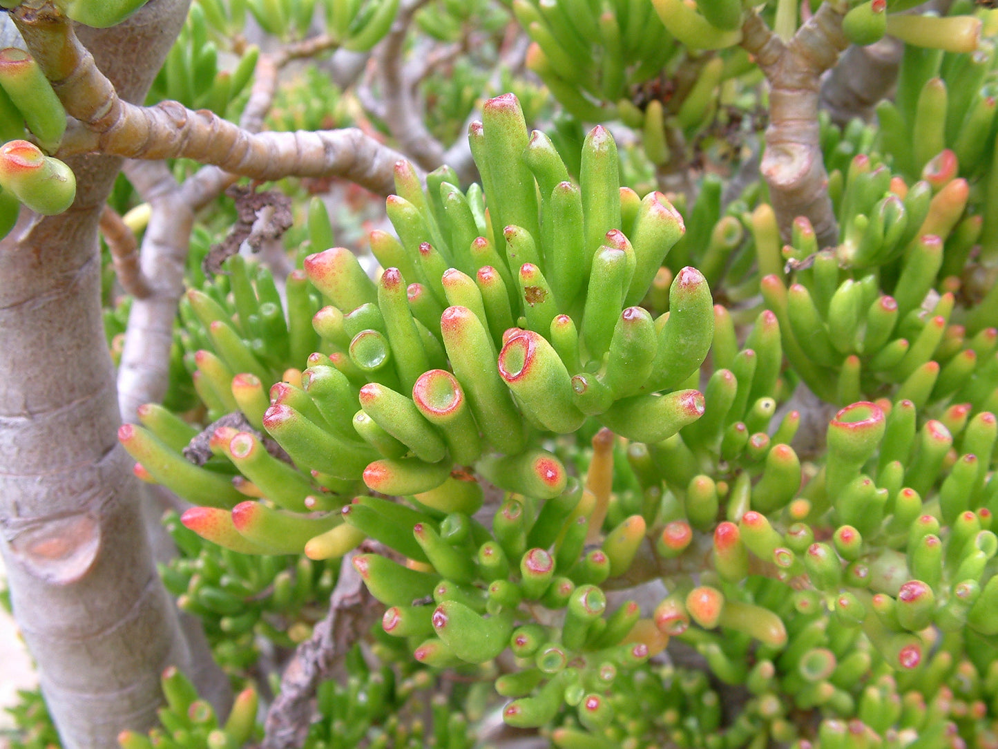 Gollum Jade