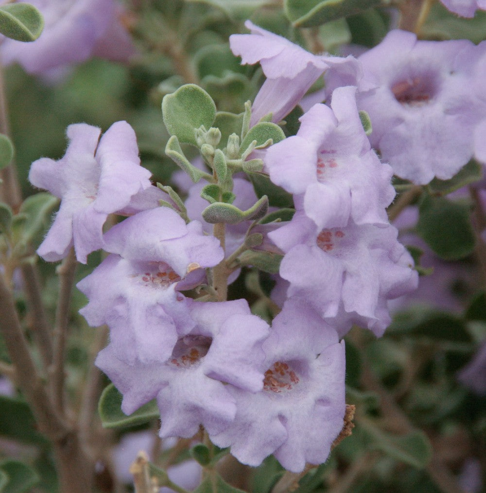 LITTLE LYNN TEXAS SAGE 2gal