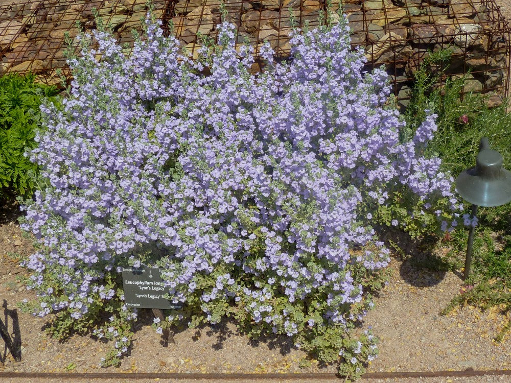 LITTLE LYNN TEXAS SAGE 2gal