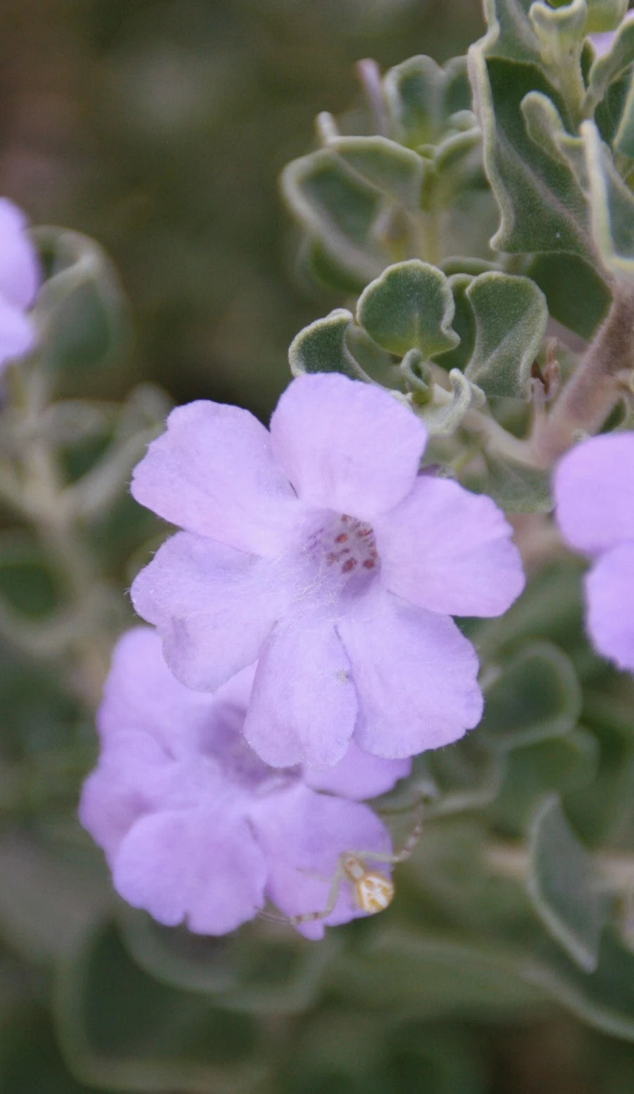 LITTLE LYNN TEXAS SAGE 2gal