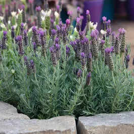 ANOUK PURPLE MEDLEY LAVENDER 1gal