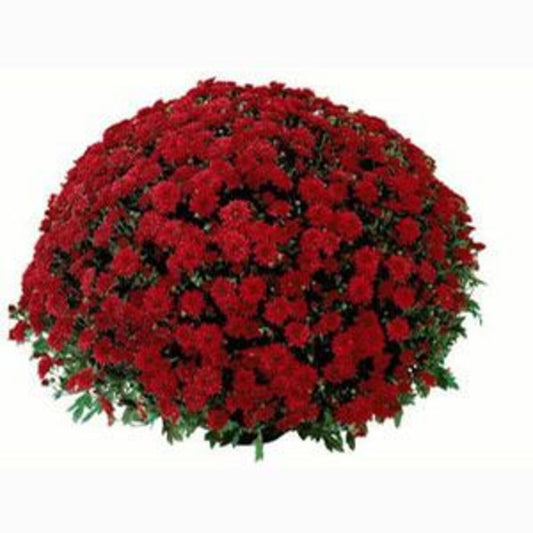 RED MUMS 8in