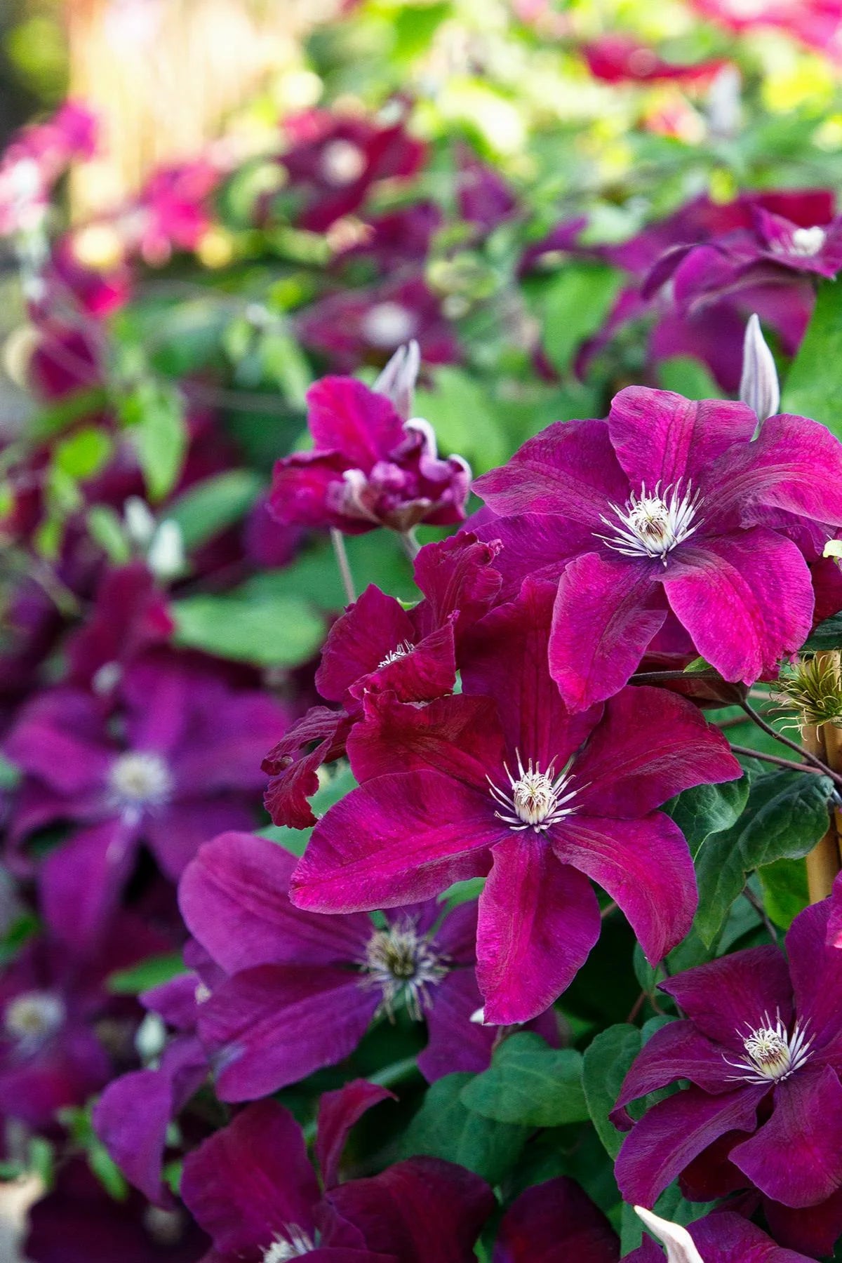 ROUGE CARDINAL CLEMATIS 1gal