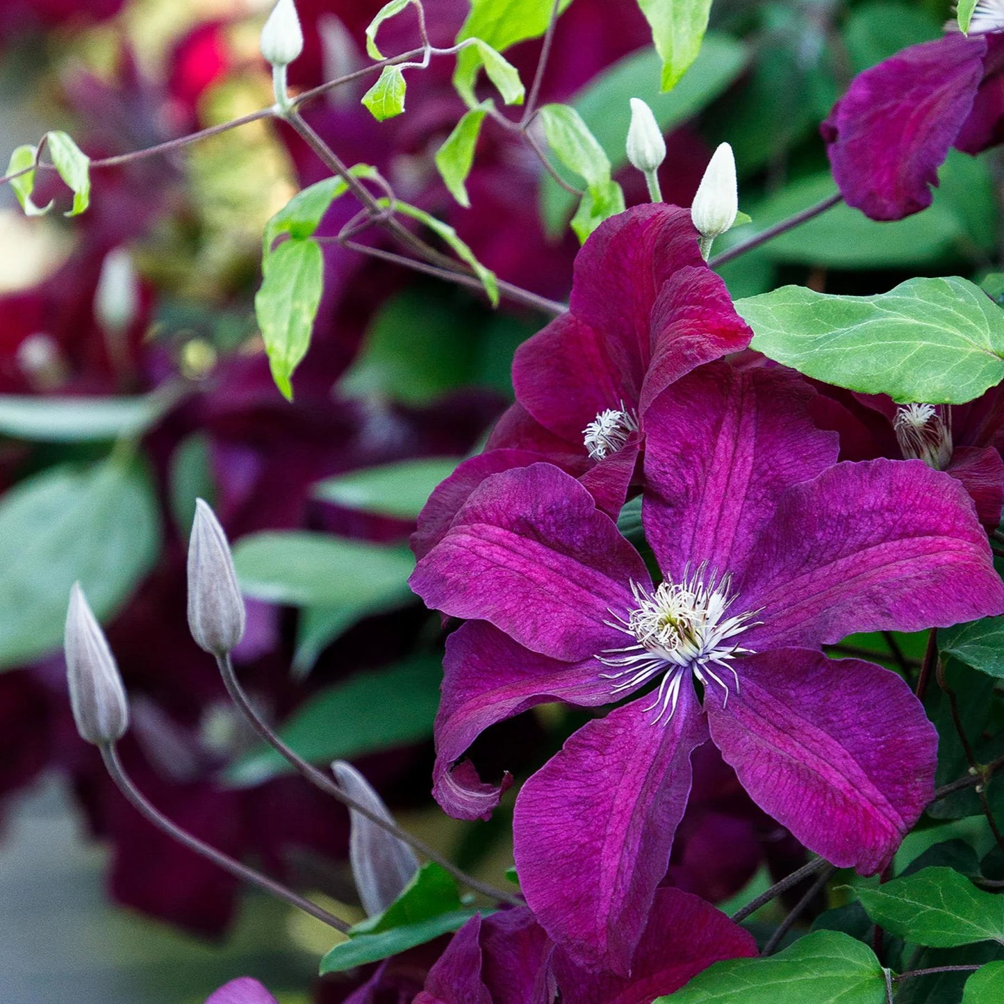 ROUGE CARDINAL CLEMATIS 1gal