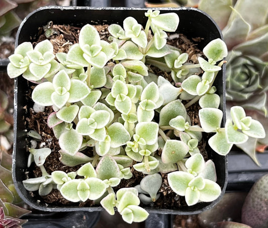 Little Missy Sedum