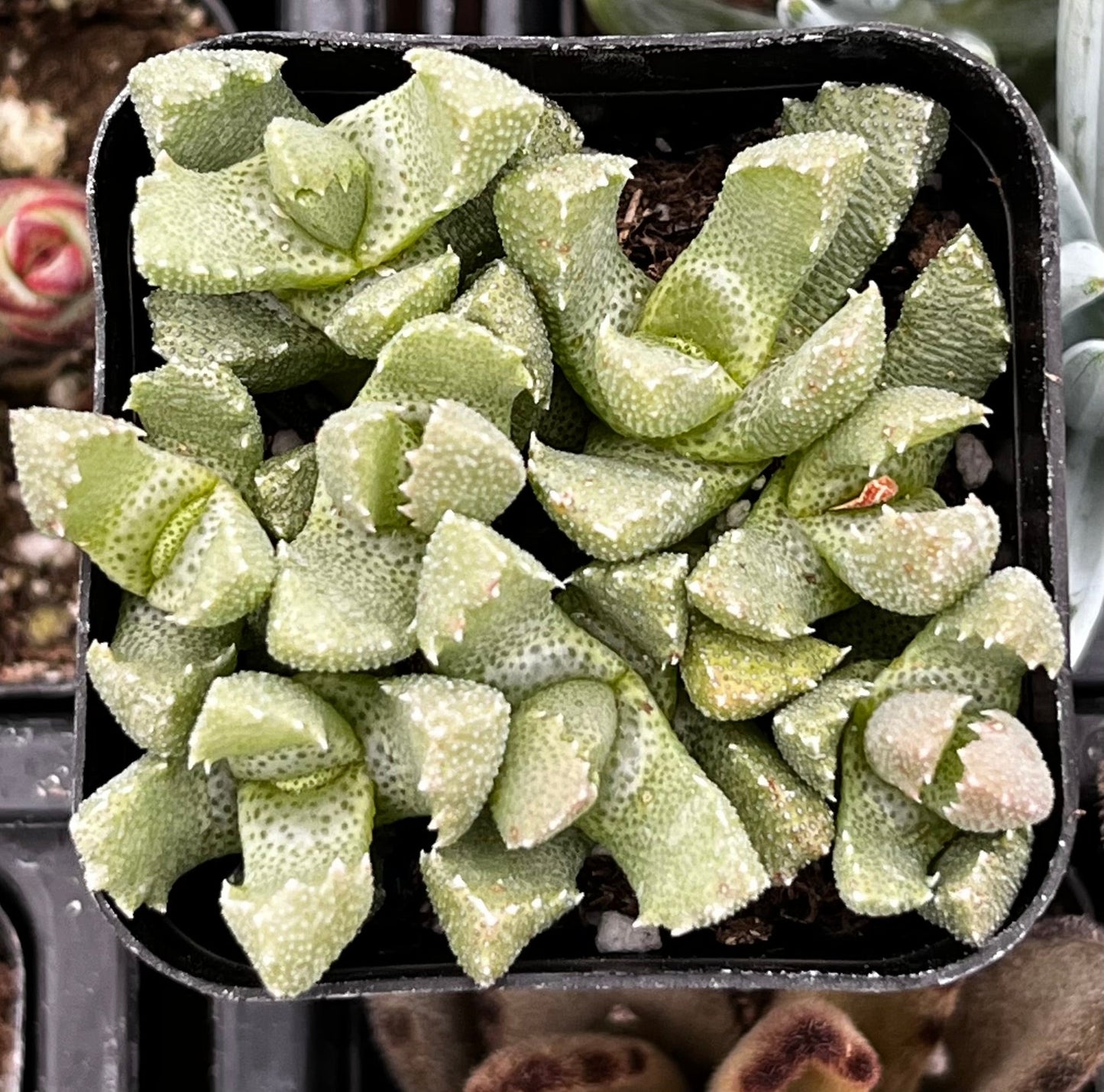 Aloinopsis Setifera
