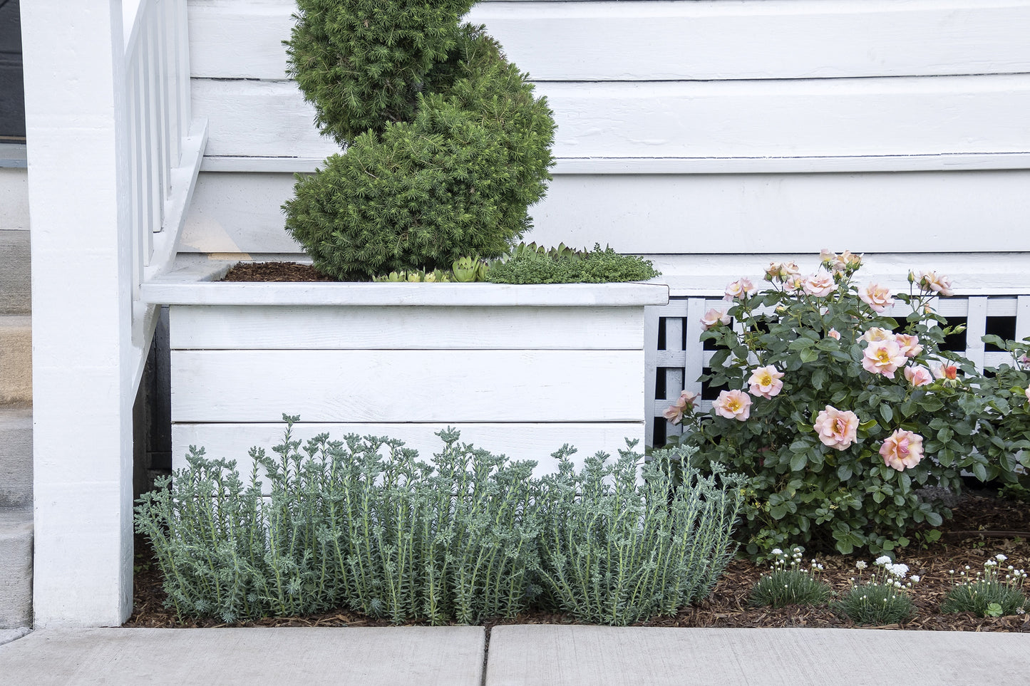 BLUE SPRUCE SEDUM 1gal