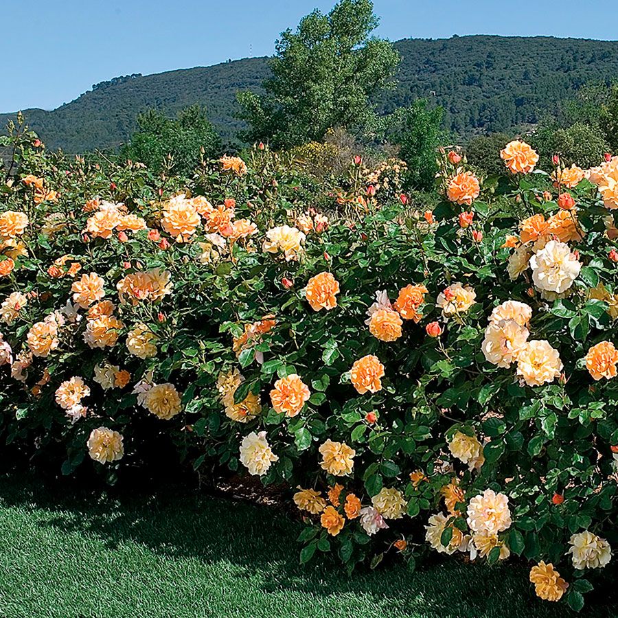 TEQUILA GOLD ROSE 5gal