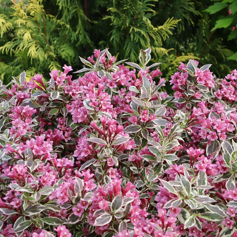 My Monet® Weigela (Weigela x 'Verweig') - 2 gallon 10"