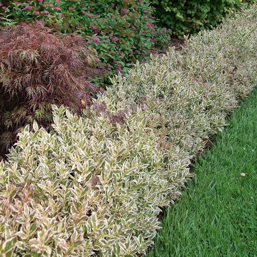 My Monet® Weigela (Weigela x 'Verweig') - 2 gallon 10"